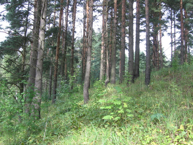 Памятник природы Колтушские высоты
