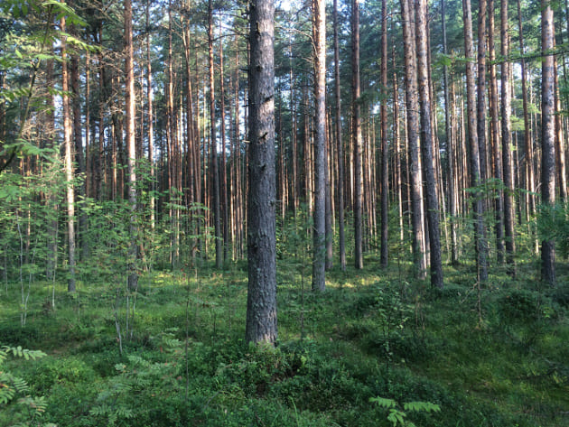 Пригородные леса нуждаются в защите!