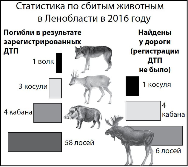 Сколько штраф за косулю. Штраф за сбитое животное. Таблица за сбитых животных. Штрафы за сбитых животных 2021. Таблица сбитых животных штрафов.